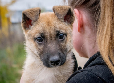 Корма, ошейники и другую помощь можно передать для бездомных животных в Вологде